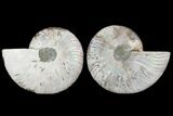 Cut & Polished Ammonite Fossil - Agatized #78552-1